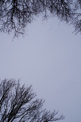 Silhuette of branches