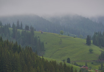 Foggy morning summer landscape with fir trees