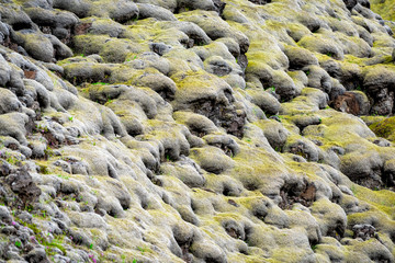Lava Field shapes in Iceland closeup of yellow green bright moss covered rocks or stones in southern ring road showing pattern and texture