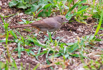 Canyon Towhee (Melozone fusca) Browsing the Fields near a Stock Tank in Central Texas
