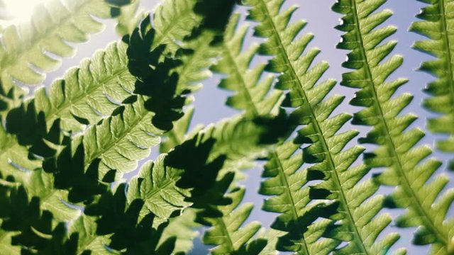 Under green fern leaves