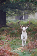 White Stag