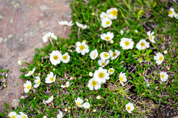 Closeup of white many Mountain Avens Dryas octopetala flowers in Iceland with blooming colorful petals on rock