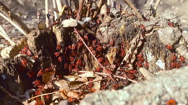 Time laps video beetles firebugs in their natural environment. A group of red bugs in the root of an old tree. Pyrrhocoris apterus