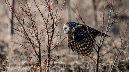 Ural owl flying between the bushes