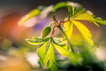 waking spring primrose in the sun spring