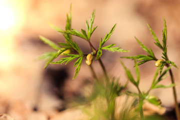 waking spring primrose in the sun, spring
