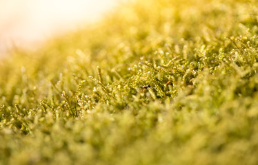 Beautiful green moss in the sunlight, moss closeup, macro. Moss grows on the tree, beautiful background of moss. place for text. Leaf on Moss