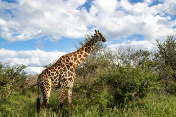 giraffe in National park Africa