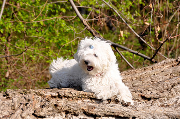 Maltese puppy dog ​​on a wooden beam