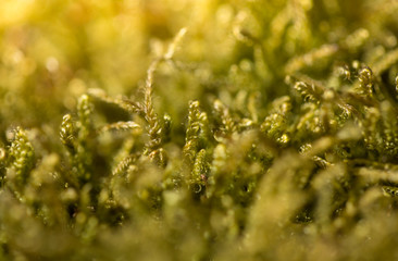 Beautiful green moss in the sunlight, moss closeup, macro. Moss grows on the tree, beautiful background of moss. place for text. Leaf on Moss