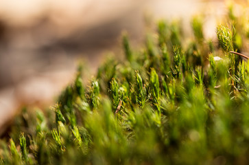 Beautiful green moss in the sunlight, moss closeup, macro. Moss grows on the tree, beautiful background of moss. place for text. Leaf on Moss