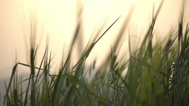 4K Video selective focus close up shot of beautiful natural organic green barley wheat swaying in the soft wind blow against sunlight at evening sunset with blurred wheat field and sky backgrounds.
