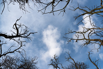 The old branches grow high out to the sky