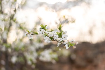 spring nature background.