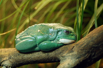 Green Tree Frog