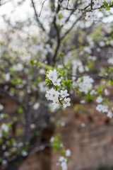 spring flowering tree