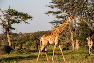 giraffe in National park Africa