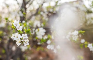 spring tree flowering.