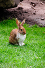 Hase © Petra Beerhalter