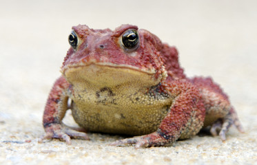 Red Toad
