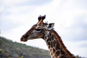 Obraz premium giraffe in National park Africa