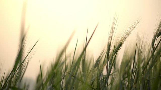 4K Video selective focus close up shot of beautiful natural organic green barley wheat swaying in the soft wind blow against sunlight at evening sunset with blurred wheat field and sky backgrounds.