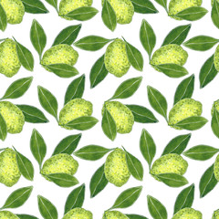 Citrus seamless pattern made of lime and leaves, hand drawn botanical illustration isolated on white.