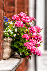 Pink color flower basket box decoration on summer day with brick architecture in Chelsea, London UK window