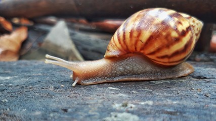 Snails are crawling on the wood. To find food.