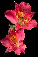 alstroemeria flowers on a black background