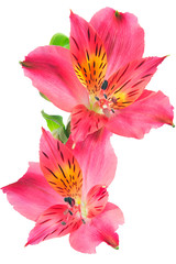 alstroemeria flowers on a white background