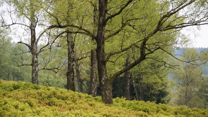 Fototapeta premium Bäume auf Bodendecker schräg