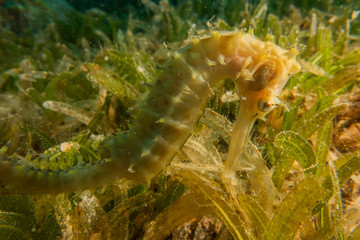 Sea ​​horse in the Red Sea Colorful and beautiful, Eilat Israel