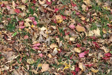 Fallen leaves covering the ground during Autumn season