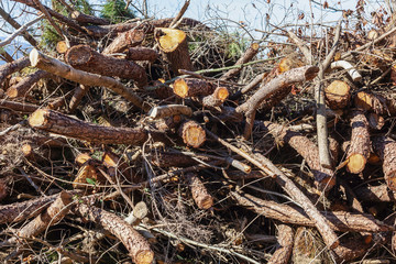 Deforestation, trunks lying on the ground.