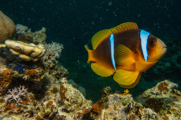 Clownfish in the Red Sea Colorful and beautiful, Eilat Israel