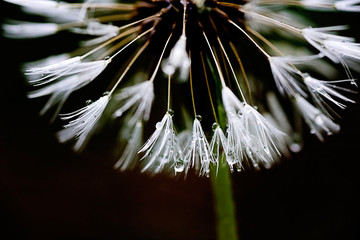 Blow up flower macro digital photography instant prints products.