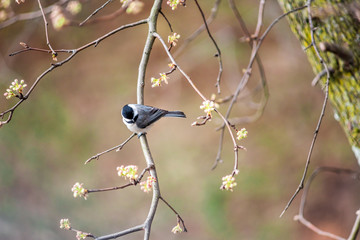 One black-capped chickadee bird perched on tree branch in sunny colorful spring in Virginia, cherry blossom flowers above high angle view