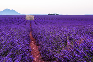 Naklejka na ściany i meble lavender field france