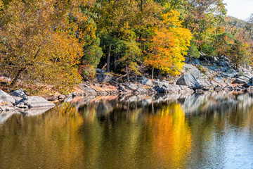 Fototapeta premium Great Falls yellow orange autumn tree reflection view in canal lake river surface during autumn in Maryland colorful foliage