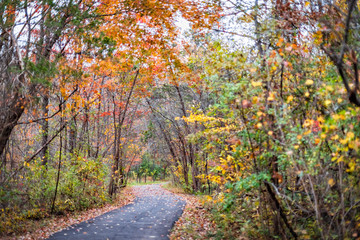 Fototapeta na wymiar Virginia yellow orange red green autumn trees view in Fairfax County colorful foliage in northern VA on Sugarland Run Stream Valley Trail with paved road path