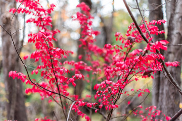 Sourwood tree leaves in forest park autumn vibrant red foliage in Fairfax, Virginia with bokeh background small plant seedling
