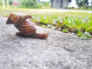 snail and snail