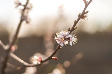 spring tree flower isolated on sunset light.