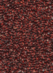 Obraz premium Organic red popcorn in a uniform layer