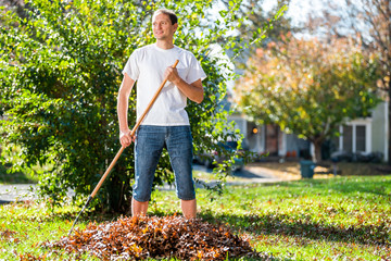 Young man homeowner in garden yard backyard raking collecting of dry autumn foliage oak leaves standing with rake in sunny fall - obrazy, fototapety, plakaty