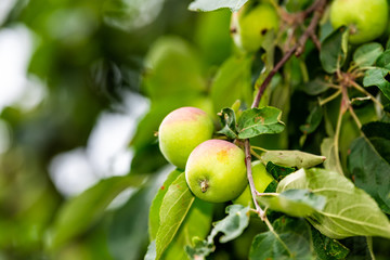 Apple orchard closeup of green unripe fruit hanging on tree in garden in autumn fall summer farm countryside in Ukraine isolated