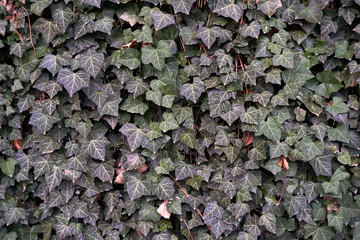 evergreen ivy wall background