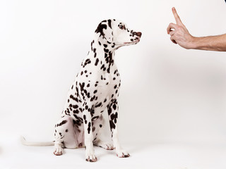 Friendship and partnership between man and dog -- isolated on white